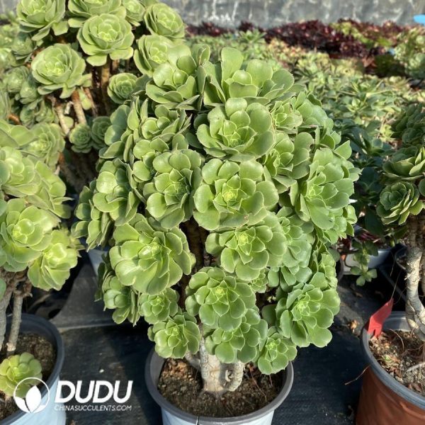 onsale132.jpeg Aeonium Green Cashmere Cuttings - Image 1