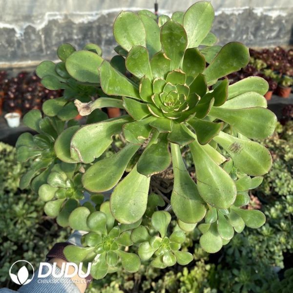 Haworthia Butterfly - Image 1