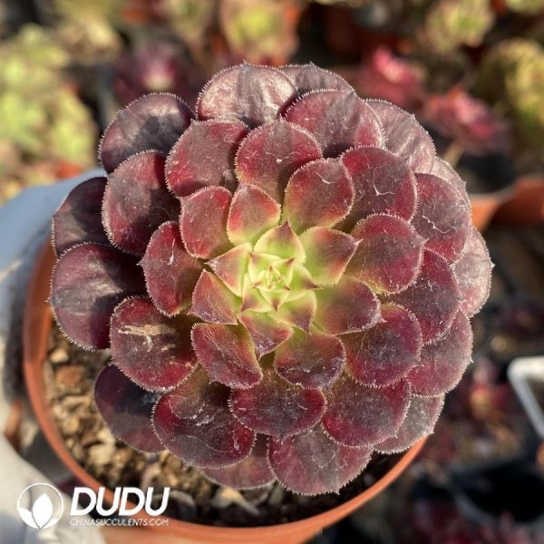 onsale136.jpeg Aeonium Zwartkin - Image 1