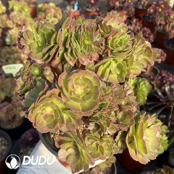 onsale137.jpeg Aeonium Blushing Beauty - Image 1