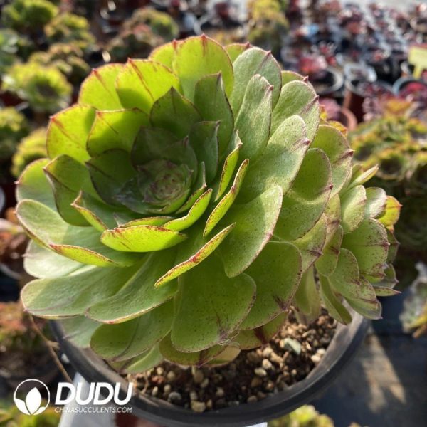 onsale138.jpeg Aeonium Halloween Silky - Image 1