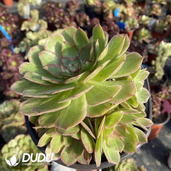 Aeonium Lotus Seat - Image 1