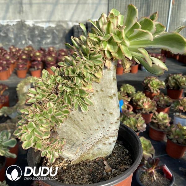 Aeonium Undulatum Cristata - Image 1