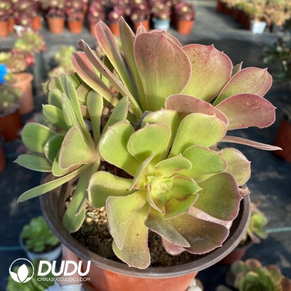 onsale142.jpeg Aeonium Miul - Image 1