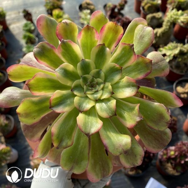 Aeonium Tsar - Image 1