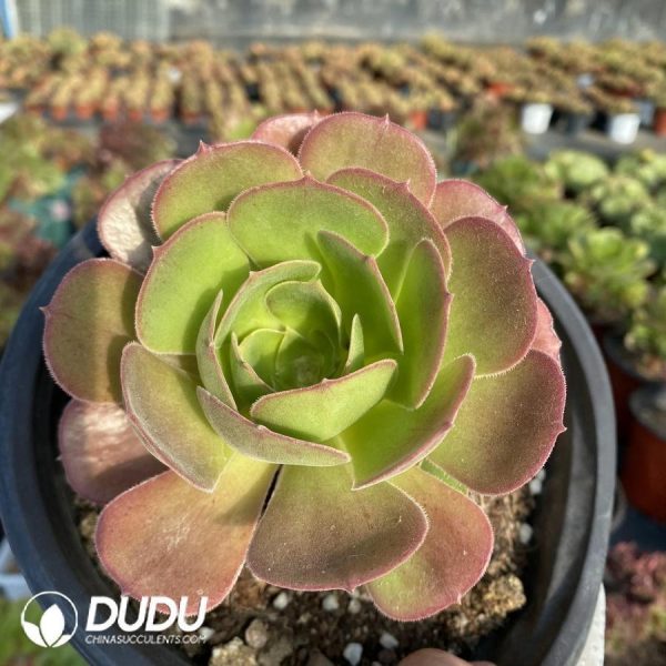 Aeonium Athena - Image 1