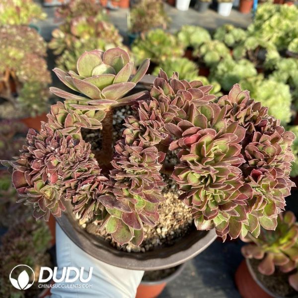 Aeonium Athena Cristata - Image 1