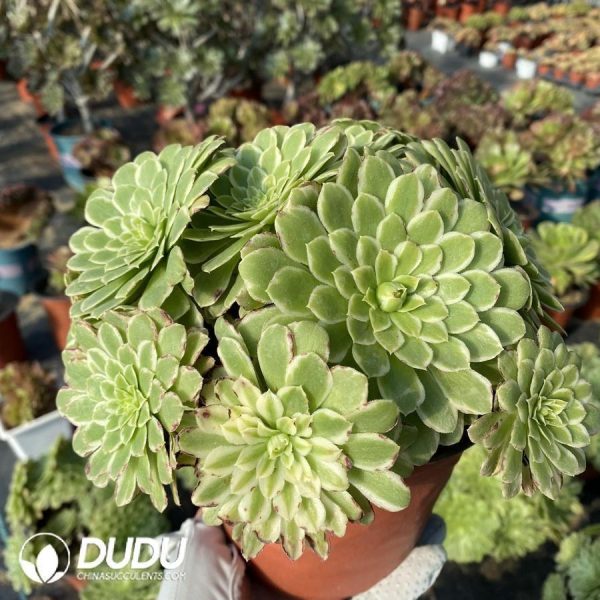 Aeonium Jade Ice Clustering - Image 1