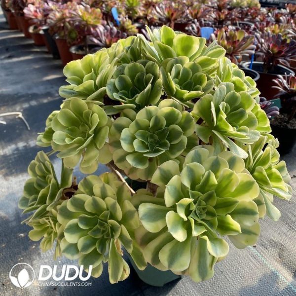 Aeonium Green Bean Paste Clustering - Image 1