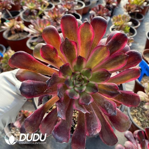 onsale149.jpeg Aeonium Red King Kong - Image 1