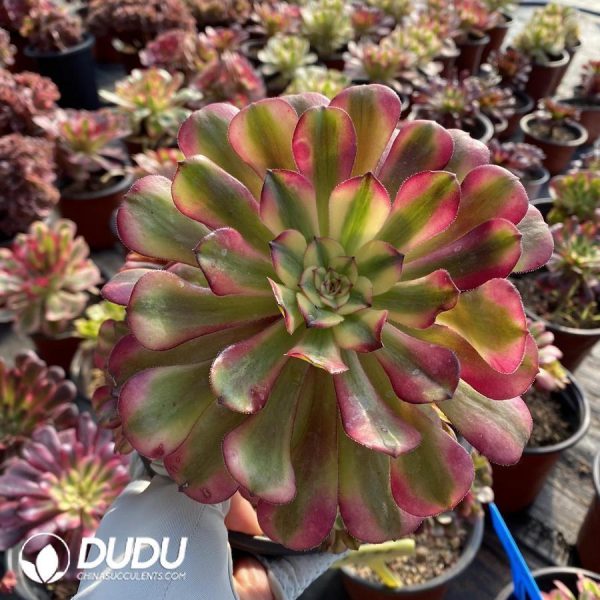 Aeonium Dancing Tianji - Image 1