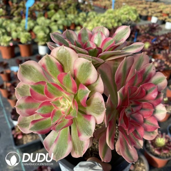 onsale151.jpeg Aeonium Pink Witch - Image 1