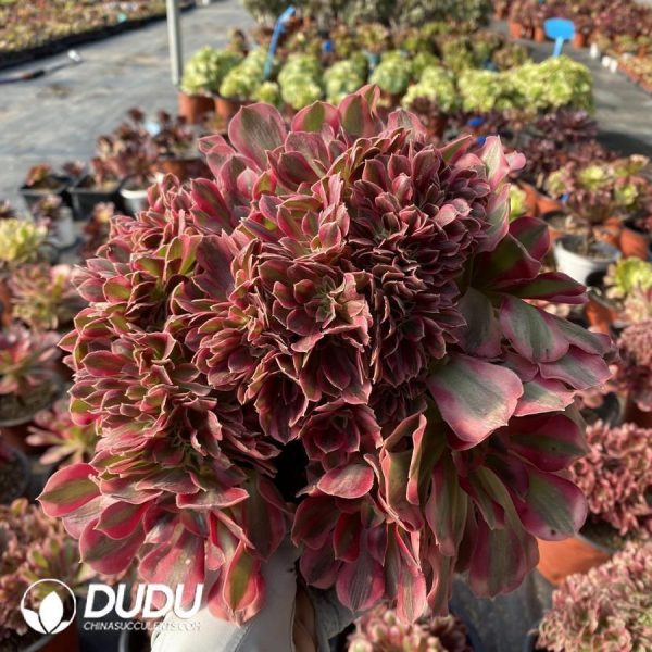 onsale152.jpeg Aeonium Pink Witch Cristata - Image 1