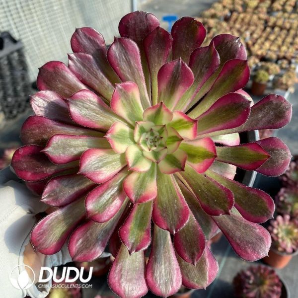 onsale154.jpeg Aeonium Garnet of White Variegated - Image 1