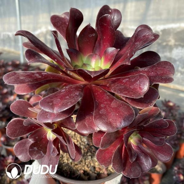 Aeonium Caput-Medusae - Image 1