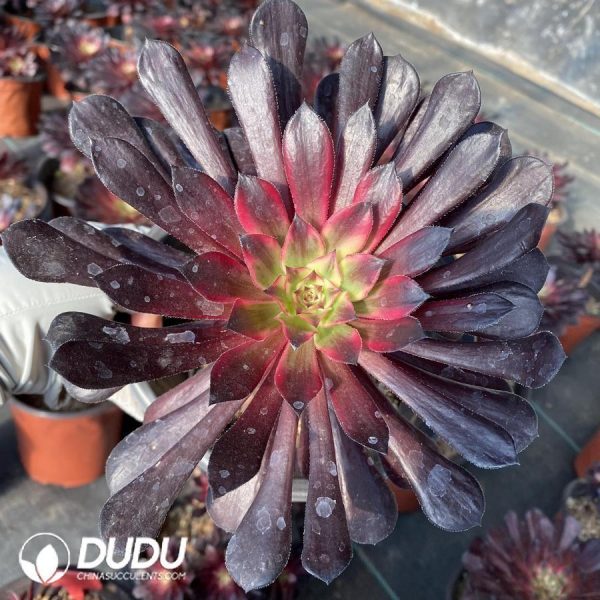 Aeonium Black Swan - Image 1