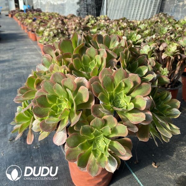 Aeonium Golden Lime - Image 1