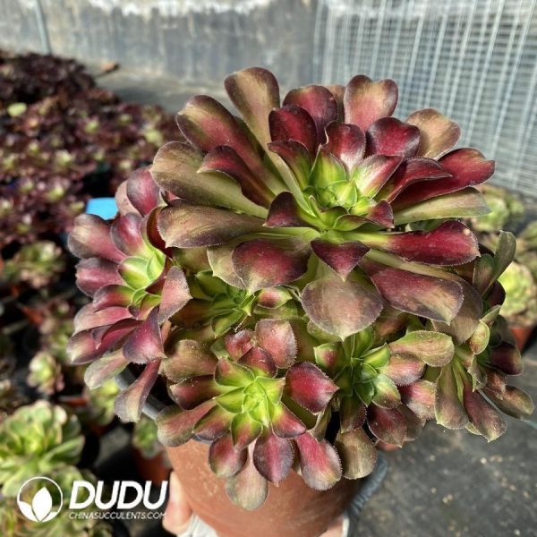 Aeonium Shaohua - Image 1