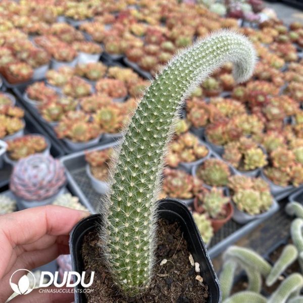 CleistoCactus-winteri.Monkey Tail Cactus - Image 1