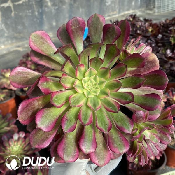Aeonium Zhurong - Image 1