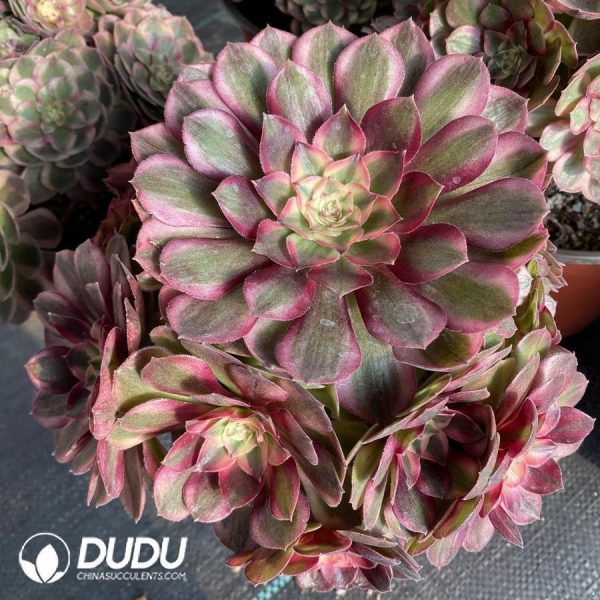 onsale161.jpeg Aeonium Black Devil Variegated - Image 1