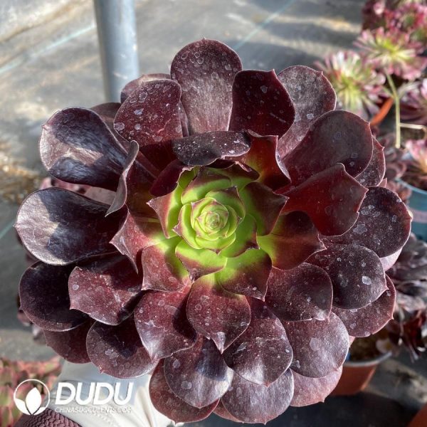 Aeonium Red Lotus - Image 1
