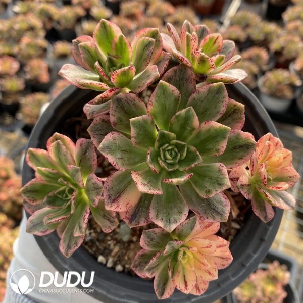 onsale163.jpeg Aeonium Sweet Tea - Image 1