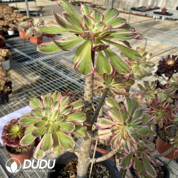 Aeonium V Jinjin - Image 1