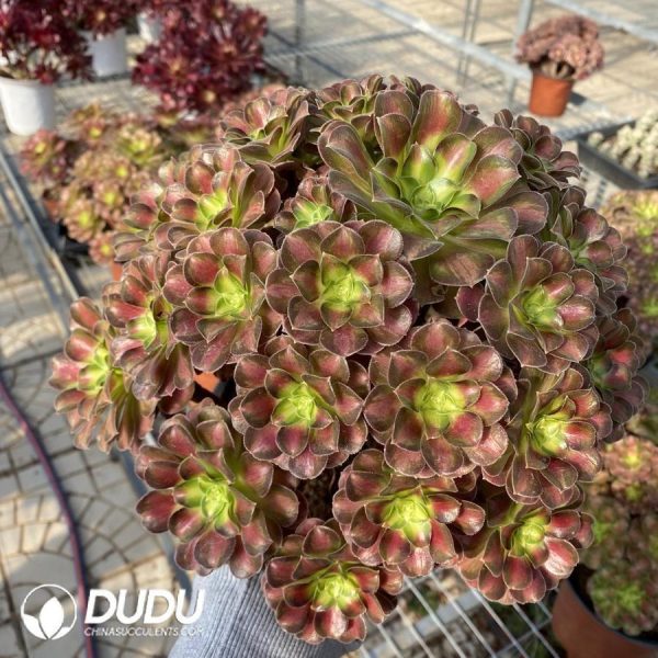 onsale165.jpeg Aeonium Shaohua - Image 1