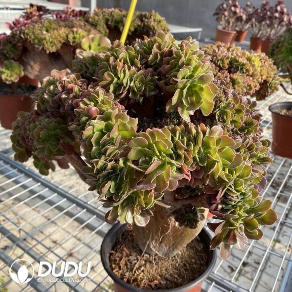 Aeonium Shao Xiu Cristata - Image 1