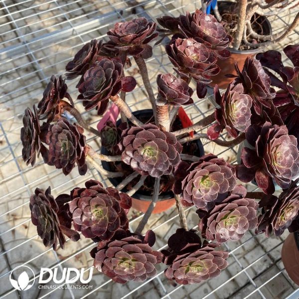 onsale167.jpeg Aeonium Red Lotus Clustering - Image 1