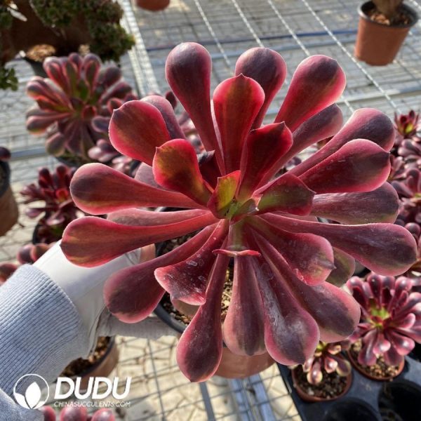 onsale169.jpeg Aeonium Super Bang - Image 1
