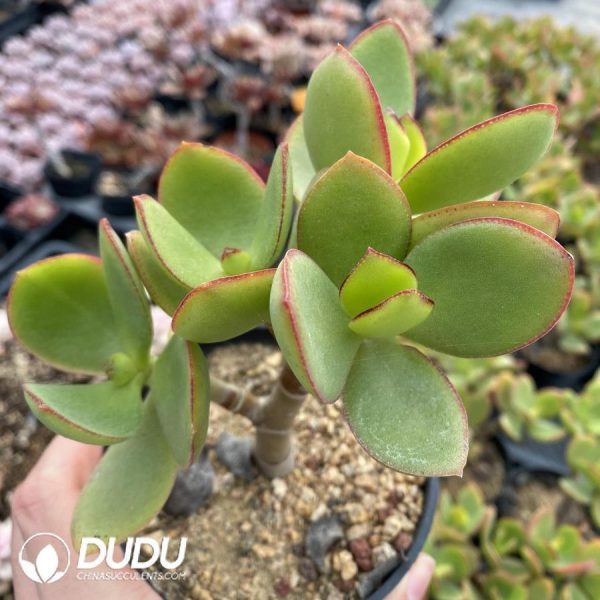 Crassula ovata Crosbys Compact Cuttings - Image 1