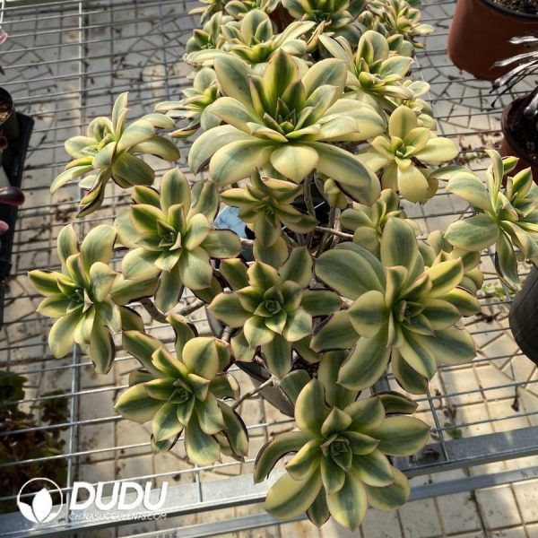 Aeonium Starburst - Image 1