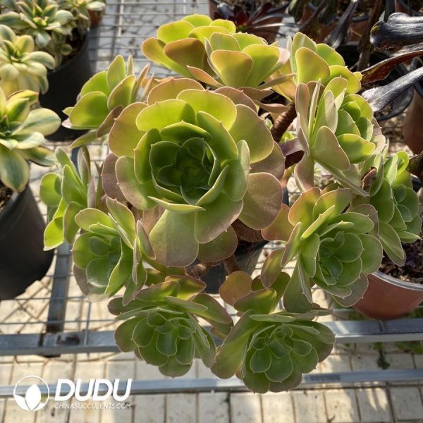 Aeonium Shao Xiu - Image 1