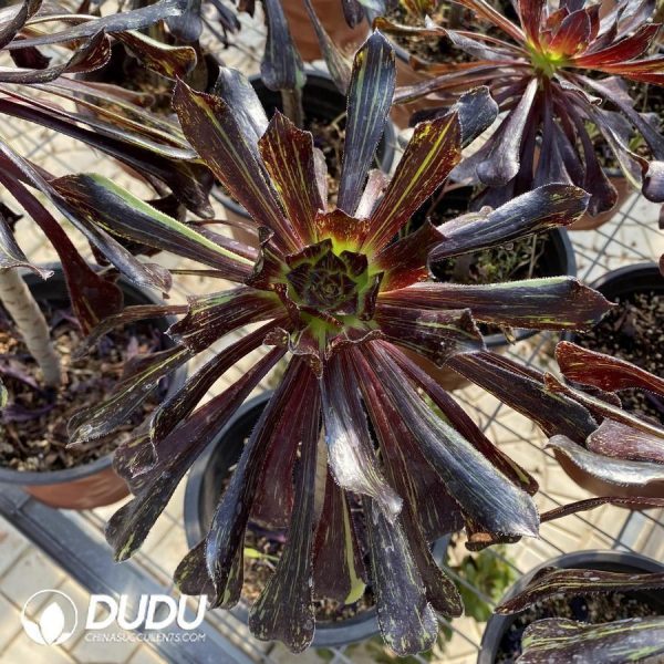 Aeonium Ink painting - Image 1