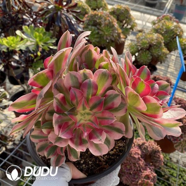 onsale173.jpeg Aeonium Pink Witch - Image 1