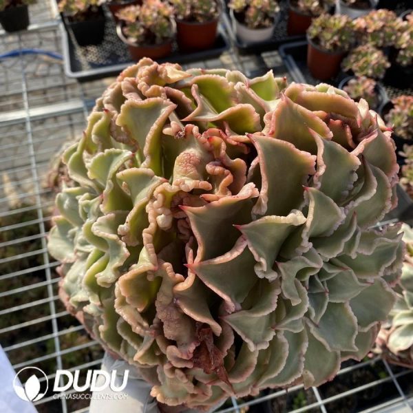 Aeonium Madiba With Clustering - Image 1