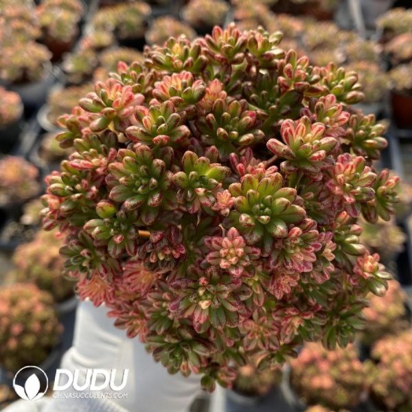 Aeonium Sedifolium Variegated - Image 1