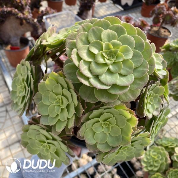 onsale176.jpeg Aeonium Halloween - Image 1