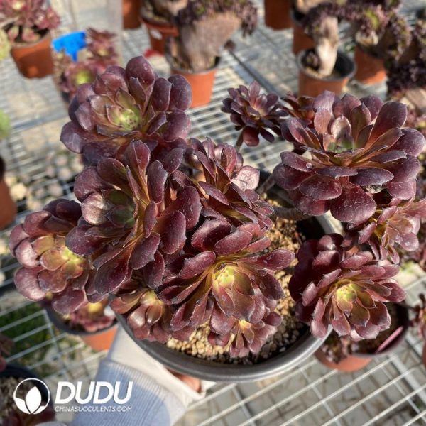Aeonium Yu Ji - Image 1