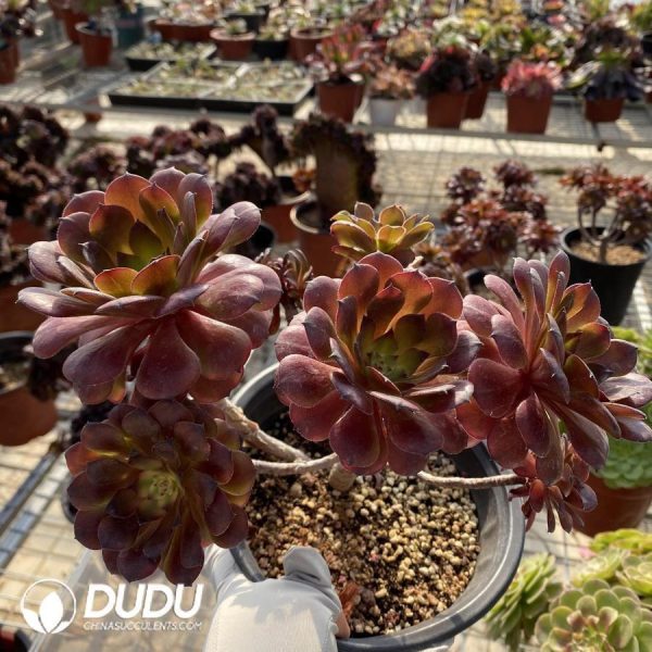 onsale178.jpeg Aeonium Firework - Image 1