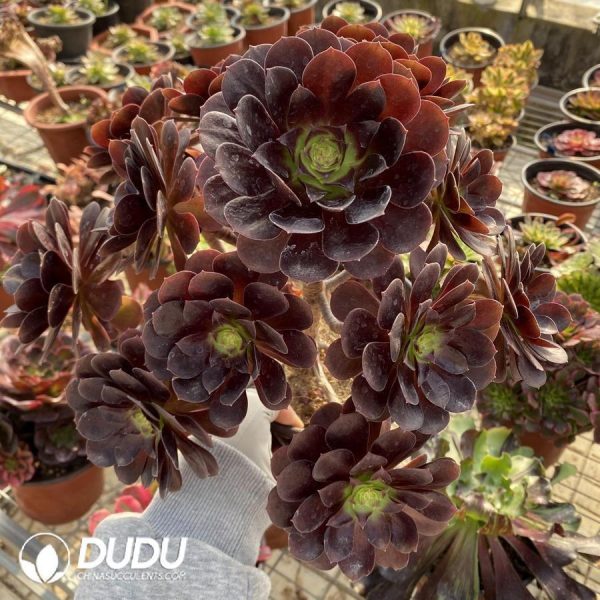Aeonium Black Devil - Image 1