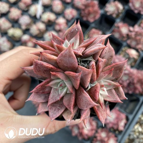 onsale18.jpeg Echeveria Corsican Rose - Image 1