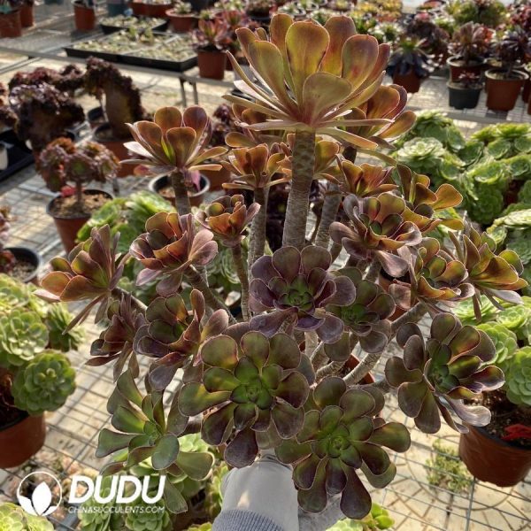 onsale180.jpeg Aeonium Afterglow - Image 1