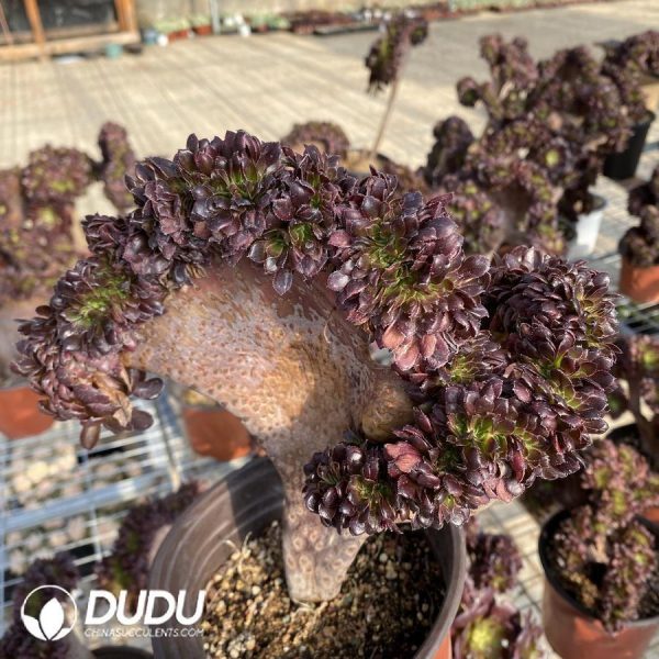 onsale181.jpeg Aeonium Black King Kong Cristata - Image 1