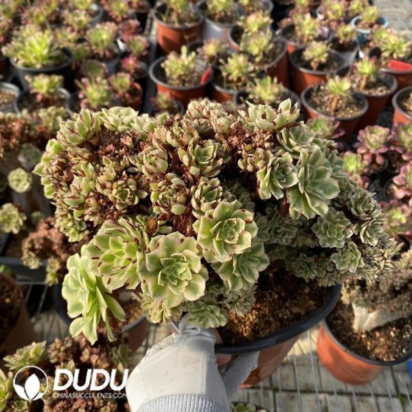 Aeonium Jade Cristata - Image 1