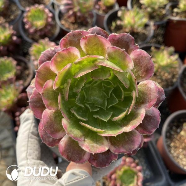 Aeonium Tianhe - Image 1