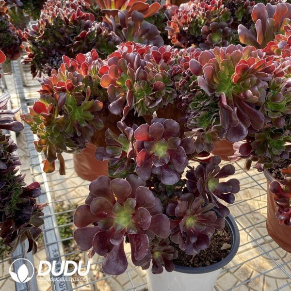 onsale184.jpeg Aeonium Arboreum Velour European Cristata - Image 1