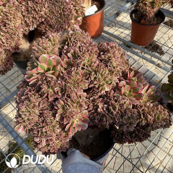 Aeonium Goddess Cristata - Image 1